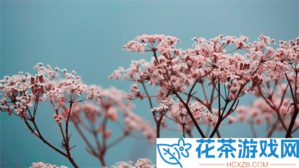 深度开发POP金银花