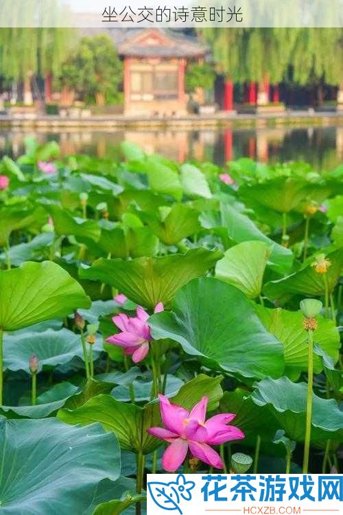 坐公交的诗意时光
