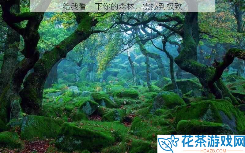 给我看一下你的森林