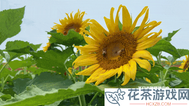 馃崜姒磋幉馃キ涓濈摐馃崉鍚戞棩钁叼煂荤豢鑹插澶?app锛屼綘鎳傜殑馃憖