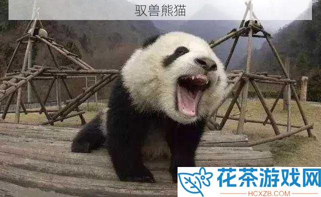 驭兽熊猫