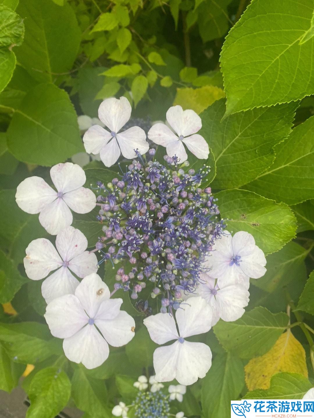 紫阳花下的神秘力量